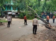 Bhabinkamtibmas Sei Jodoh Eksekusi Pohon Tumbang Yang Menutup Badan Jalan.