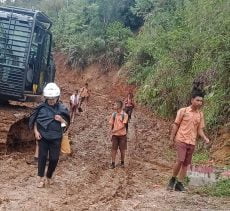 Miris! Penebangan Pohon Kalippus Milik TPL Rusak Jalan Akses ke SMPN 5 Banuarea Tarutung?