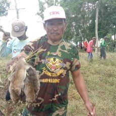 PAC & Ranting Pejuang Siliwangi Indonesia Bersatu Giat Basmi Hama Tikus