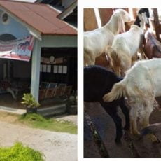 Pengadaan Ternak Kambing di Nagari Toboh Gadang Selatan Diduga Ada Mark Up Anggaran