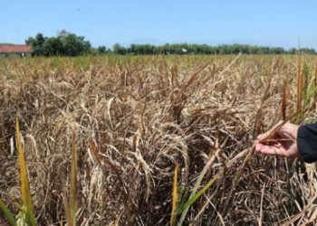 Anggaran AUTP di Dinas Pertanian Karawang Menyisakan Aroma Tidak Sedap