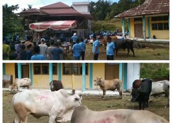 H. Sagi Perantau Sukses di Jakarta, Berkurban 50 Ekor Sapi Untuk Warga  Nagari IV Koto Aur Malintang.