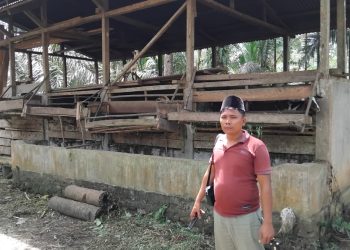 Kades Anggoli Tapteng Jual 4 Ekor Sapi Milik BumDes