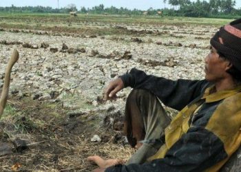Anggaran AUTP Dinas Pertanian dan Ketahanan Pangan Menyisahkan Dugaan Korupsi