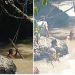 Arus Aek Batang Toru Telan Pemancing, Pencarian ABS Masih Berlanjut