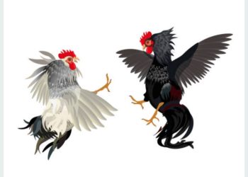 Judi Sabung Ayam di Anak Air Kota Padang, Aparat Tutup Mata