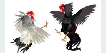 Judi Sabung Ayam di Anak Air Kota Padang, Aparat Tutup Mata