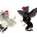 Judi Sabung Ayam di Anak Air Kota Padang, Aparat Tutup Mata