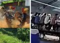 Desa Klurak, Jadi Surganya Perjudian Ayam Aduan