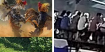 Desa Klurak, Jadi Surganya Perjudian Ayam Aduan