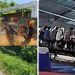 Desa Klurak, Jadi Surganya Perjudian Ayam Aduan