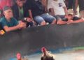 Judi Sabung Ayam di Gang Sejati, Ladang Bambu Medan