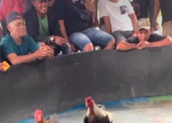 Judi Sabung Ayam di Gang Sejati, Ladang Bambu Medan